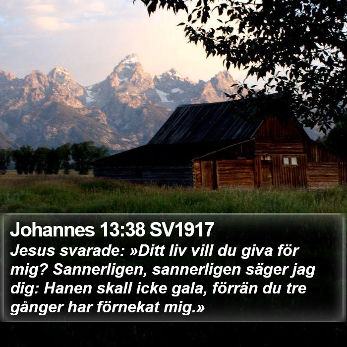 Johannes 13:38 SV1917 Bible Study