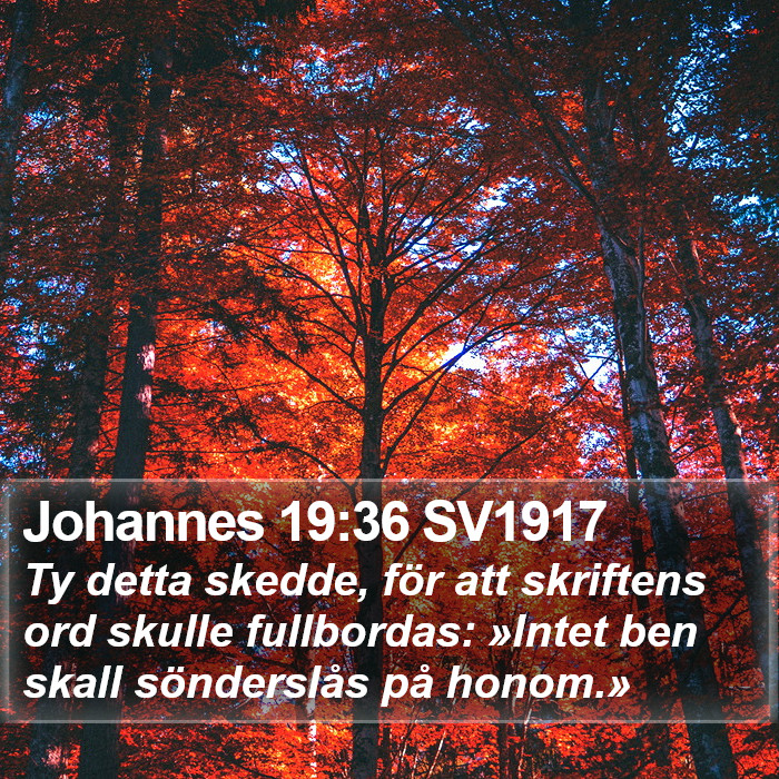 Johannes 19:36 SV1917 Bible Study