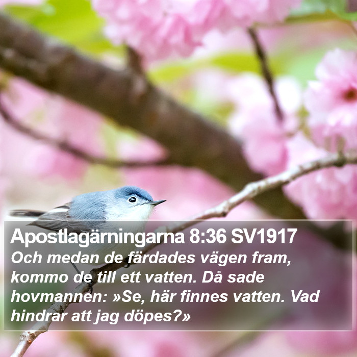 Apostlagärningarna 8:36 SV1917 Bible Study