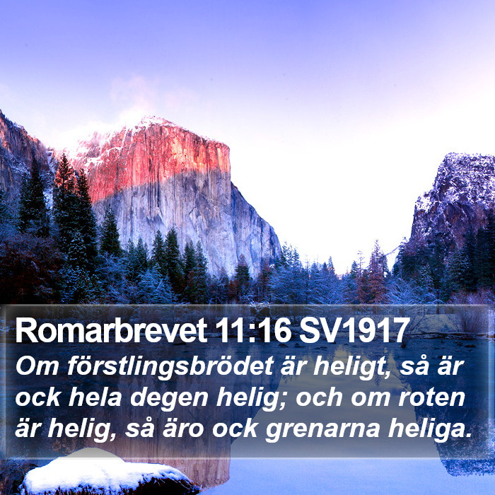 Romarbrevet 11:16 SV1917 Bible Study