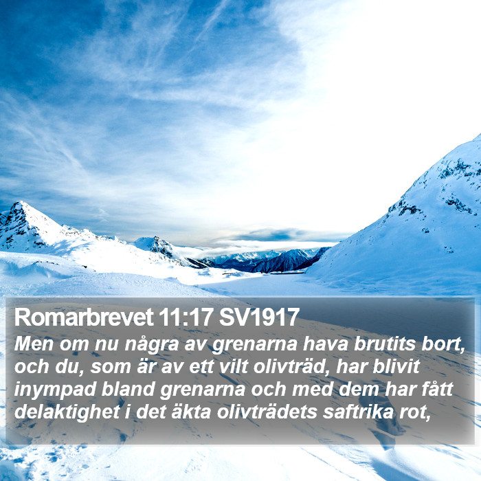 Romarbrevet 11:17 SV1917 Bible Study