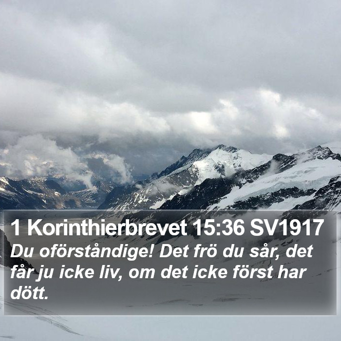 1 Korinthierbrevet 15:36 SV1917 Bible Study