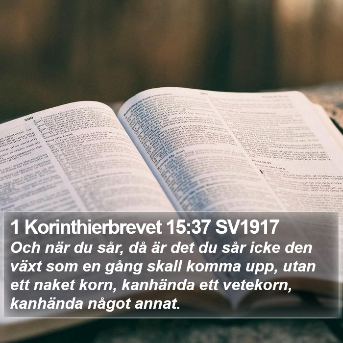 1 Korinthierbrevet 15:37 SV1917 Bible Study