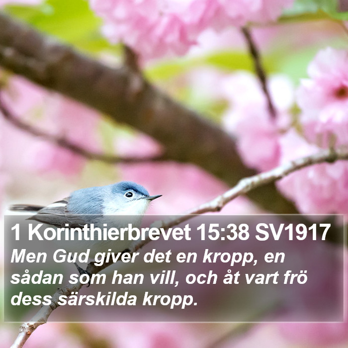 1 Korinthierbrevet 15:38 SV1917 Bible Study