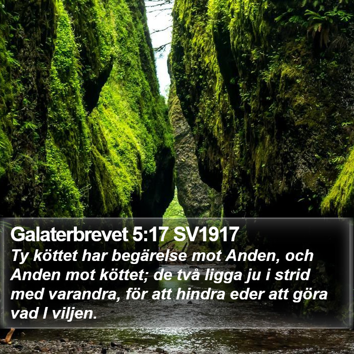 Galaterbrevet 5:17 SV1917 Bible Study