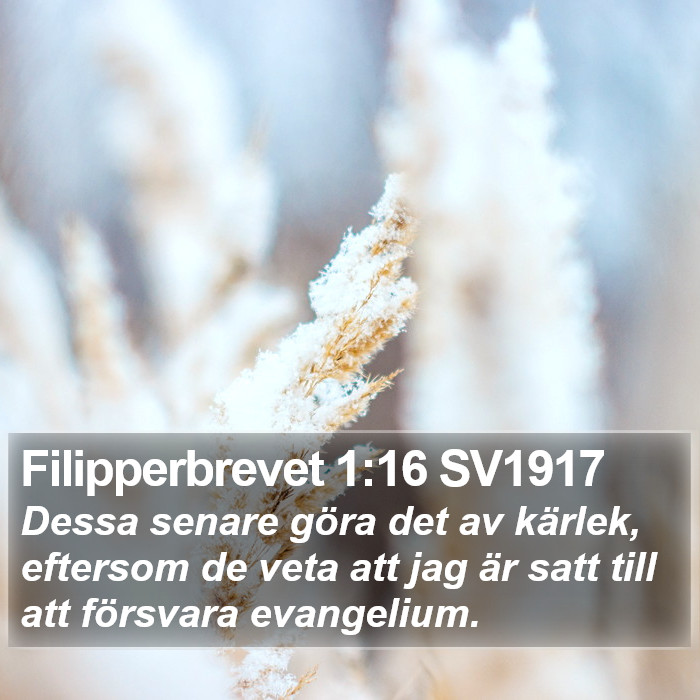 Filipperbrevet 1:16 SV1917 Bible Study