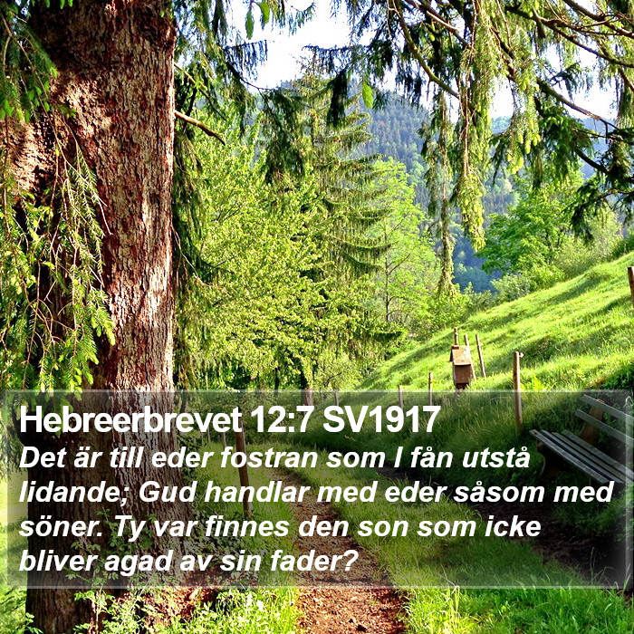 Hebreerbrevet 12:7 SV1917 Bible Study