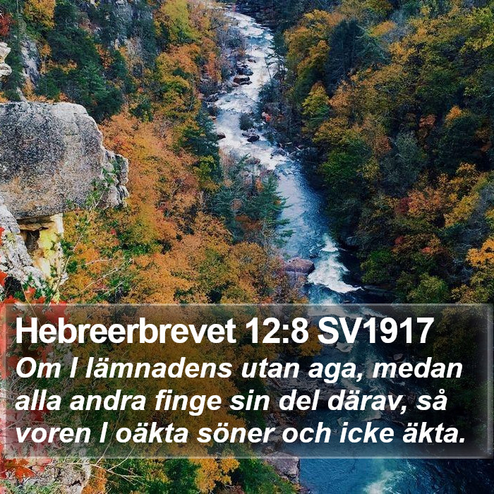 Hebreerbrevet 12:8 SV1917 Bible Study