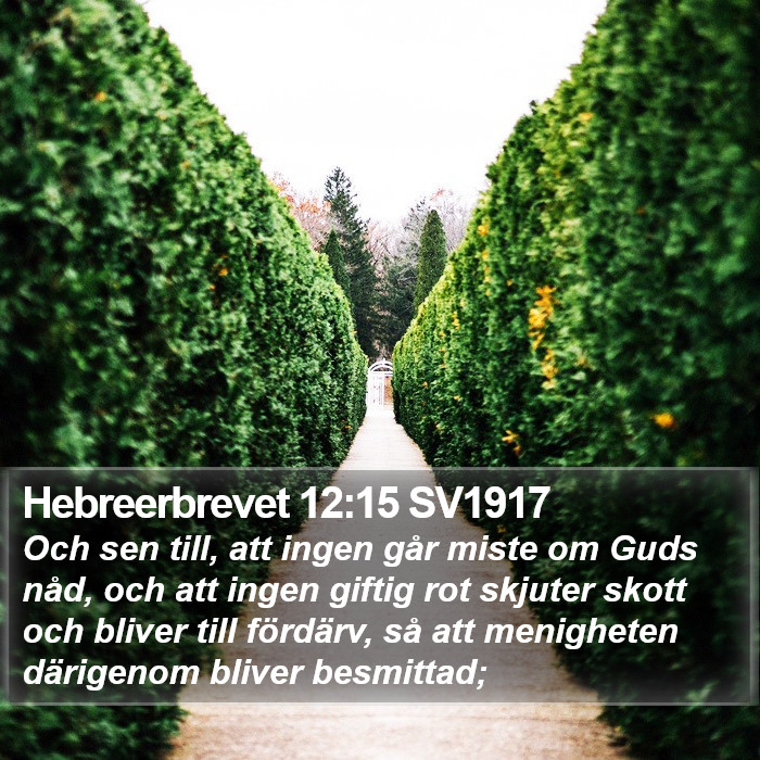 Hebreerbrevet 12:15 SV1917 Bible Study