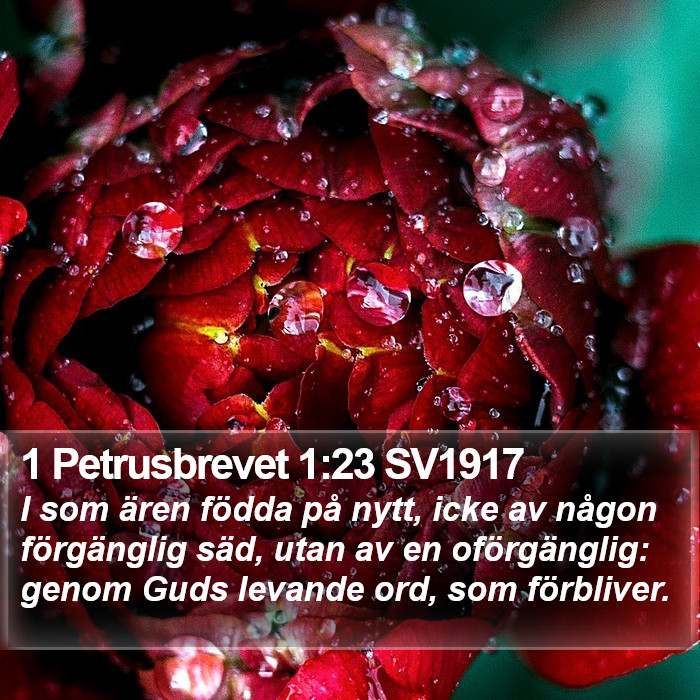 1 Petrusbrevet 1:23 SV1917 Bible Study