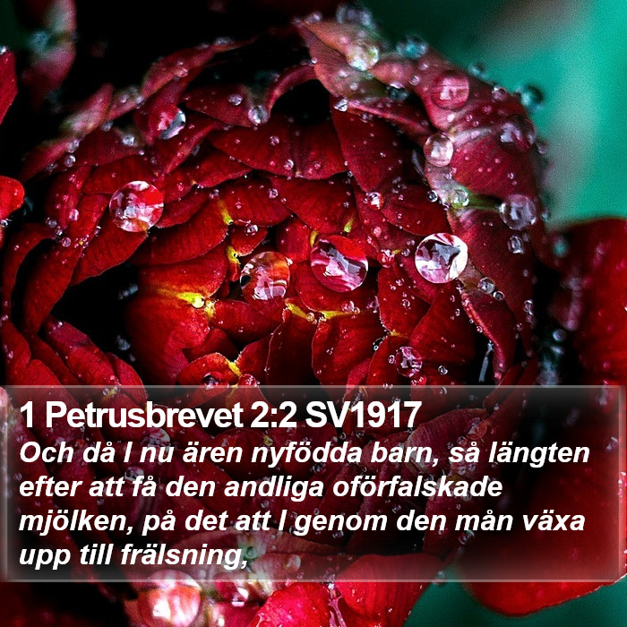 1 Petrusbrevet 2:2 SV1917 Bible Study