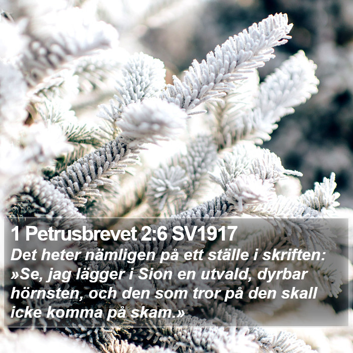 1 Petrusbrevet 2:6 SV1917 Bible Study