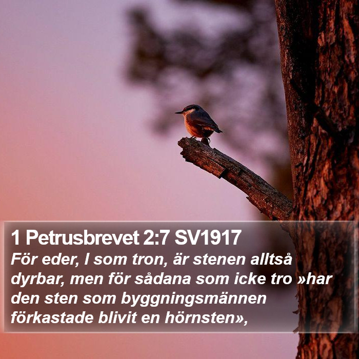 1 Petrusbrevet 2:7 SV1917 Bible Study