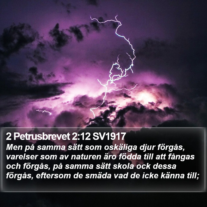 2 Petrusbrevet 2:12 SV1917 Bible Study