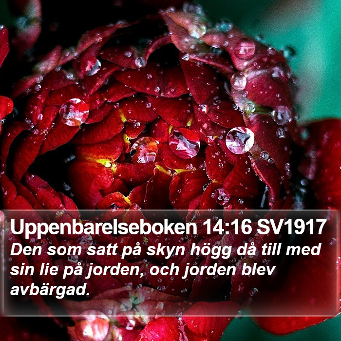 Uppenbarelseboken 14:16 SV1917 Bible Study